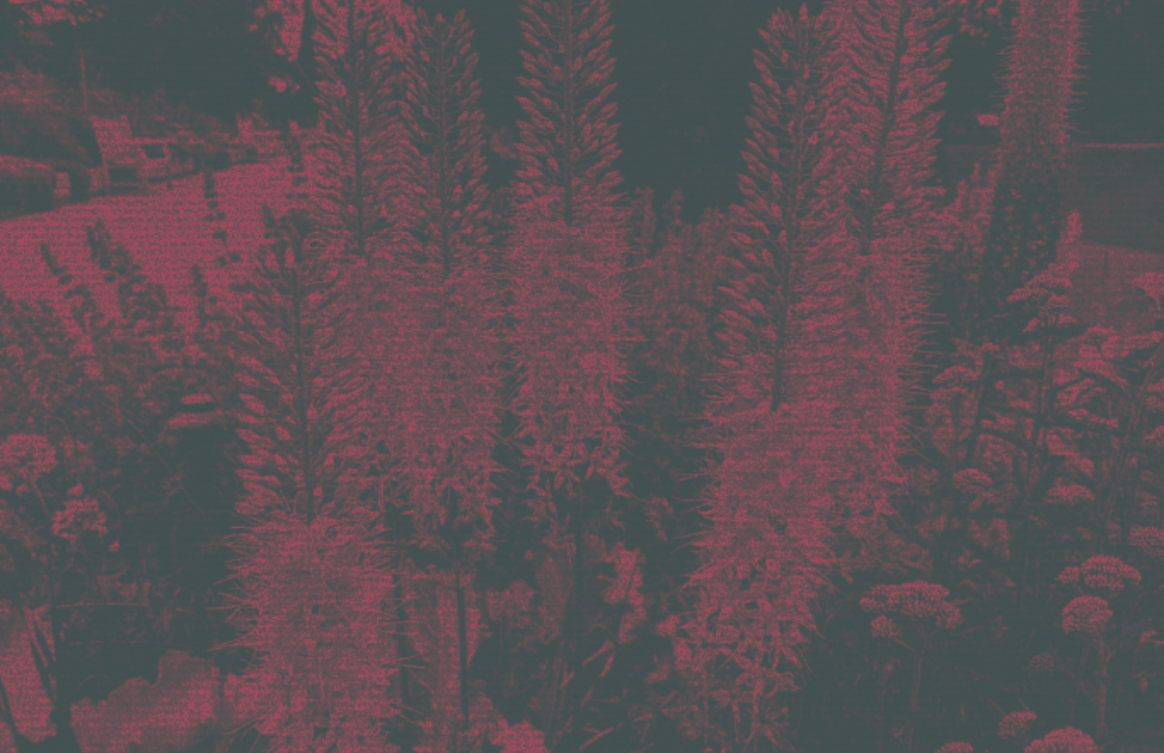 Tall skinny flowers under a purple overlay