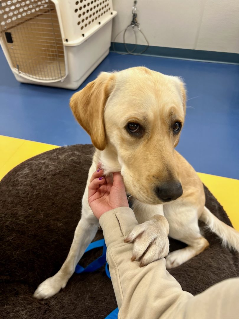 Lemon the Facilty Dog holding on to someone's hand while they give her scratches